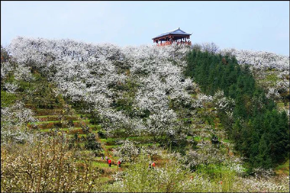 【春天，广西桂林灌阳县向您发出邀请！】我们在灌阳看梨花 - 游山玩水 - 湘西生活社区 - 湘西28生活网 xiangxi.28life.net