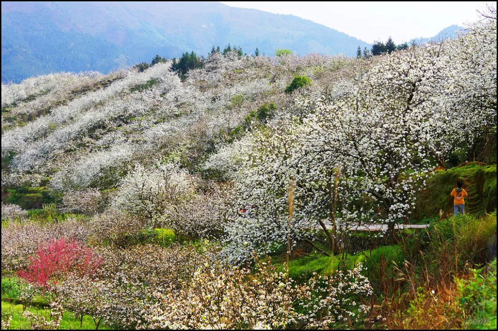 【春天，广西桂林灌阳县向您发出邀请！】我们在灌阳看梨花 - 游山玩水 - 湘西生活社区 - 湘西28生活网 xiangxi.28life.net