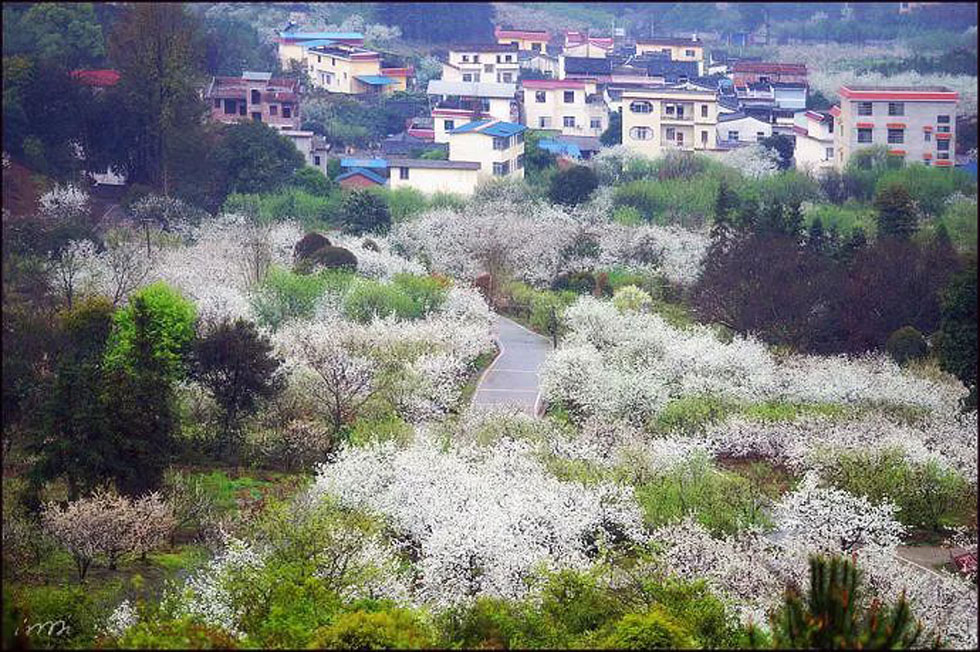 【春天，广西桂林灌阳县向您发出邀请！】我们在灌阳看梨花 - 游山玩水 - 湘西生活社区 - 湘西28生活网 xiangxi.28life.net