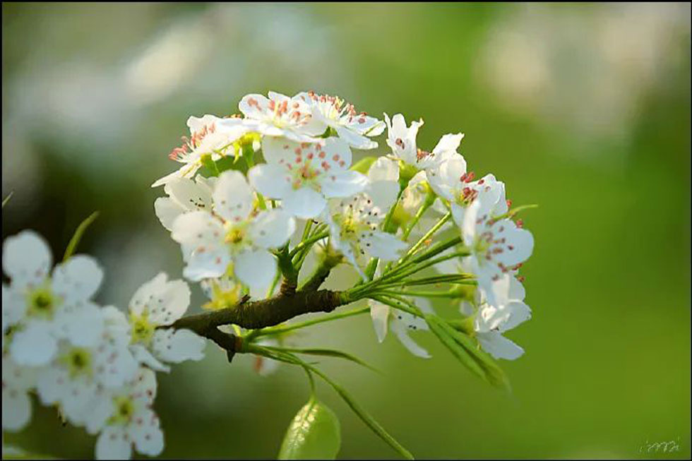 【春天，广西桂林灌阳县向您发出邀请！】我们在灌阳看梨花 - 游山玩水 - 湘西生活社区 - 湘西28生活网 xiangxi.28life.net