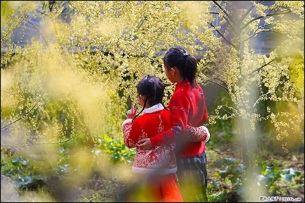 【春天，广西桂林灌阳县向您发出邀请！】米珠山前有片山苍子花在飘香 - 游山玩水 - 湘西生活社区 - 湘西28生活网 xiangxi.28life.net