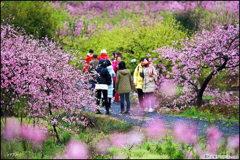 【春天，广西桂林灌阳县向您发出邀请！】官庄村有个醉美的桃花园 - 游山玩水 - 湘西生活社区 - 湘西28生活网 xiangxi.28life.net