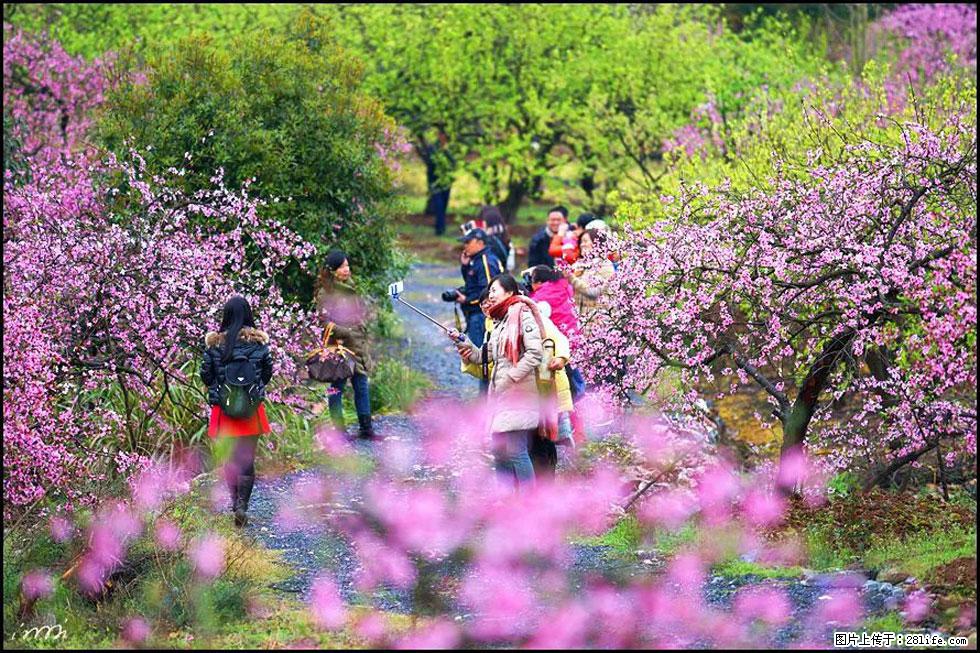 【春天，广西桂林灌阳县向您发出邀请！】官庄村有个醉美的桃花园 - 游山玩水 - 湘西生活社区 - 湘西28生活网 xiangxi.28life.net