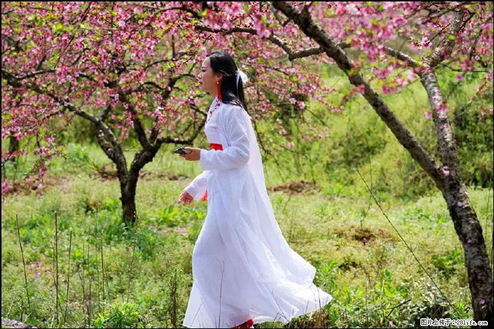 【春天，广西桂林灌阳县向您发出邀请！】官庄村有个醉美的桃花园 - 游山玩水 - 湘西生活社区 - 湘西28生活网 xiangxi.28life.net