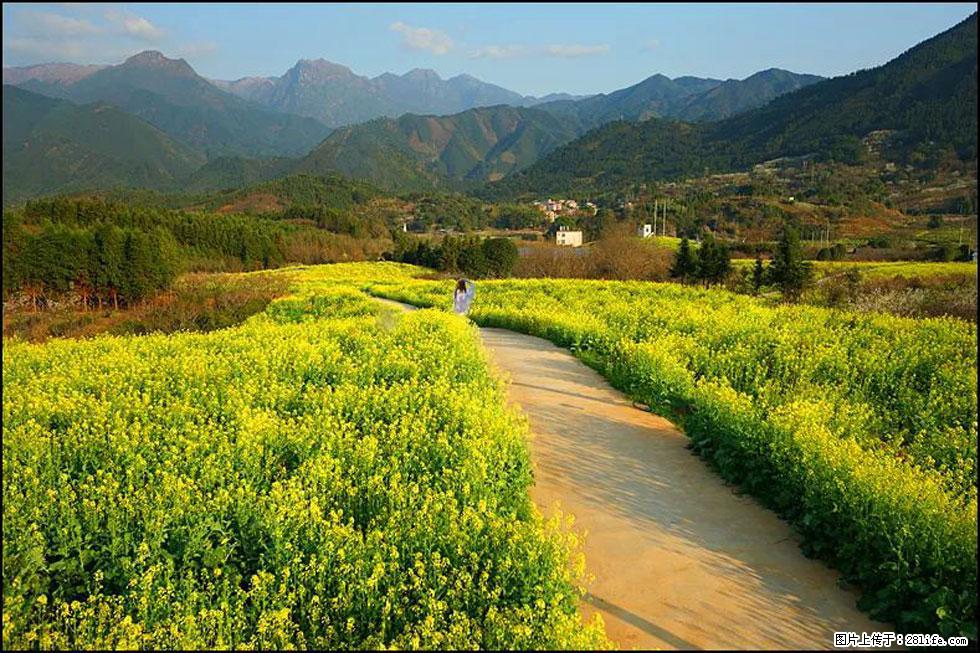 【春天，广西桂林灌阳县向您发出邀请！】长坪村油菜盛情花开 - 游山玩水 - 湘西生活社区 - 湘西28生活网 xiangxi.28life.net