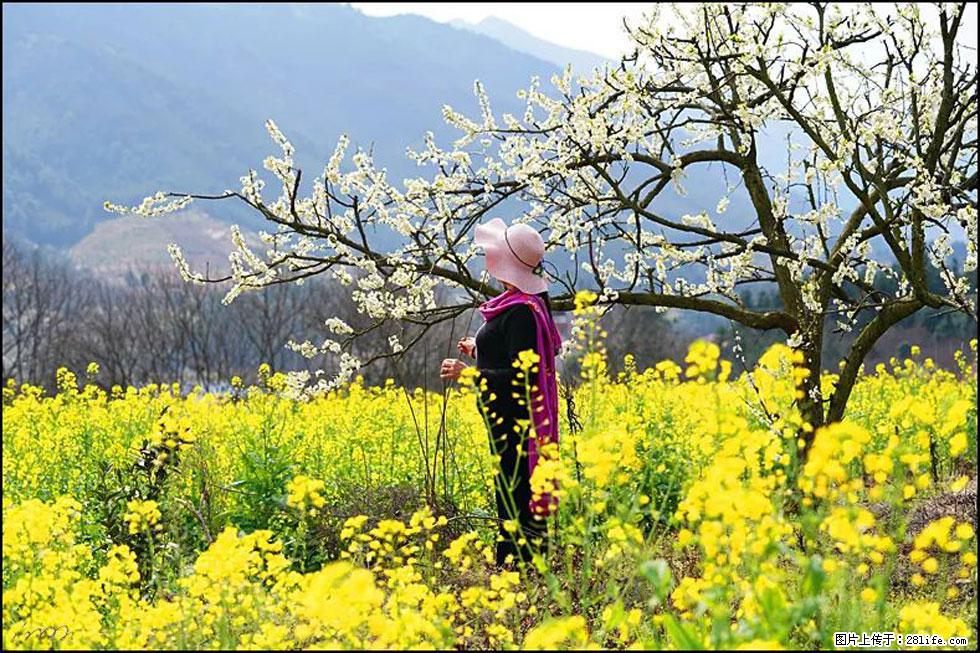 【春天，广西桂林灌阳县向您发出邀请！】长坪村油菜盛情花开 - 游山玩水 - 湘西生活社区 - 湘西28生活网 xiangxi.28life.net