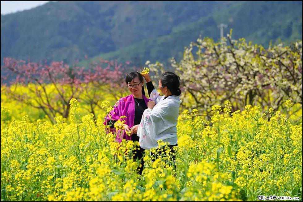 【春天，广西桂林灌阳县向您发出邀请！】长坪村油菜盛情花开 - 游山玩水 - 湘西生活社区 - 湘西28生活网 xiangxi.28life.net