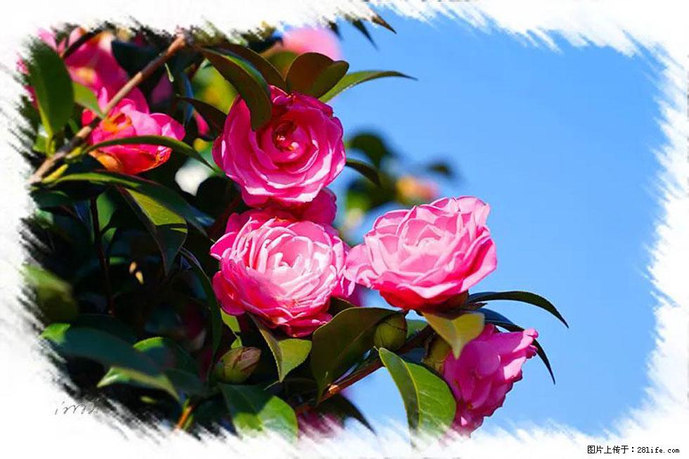 【春天，广西桂林灌阳县向您发出邀请！】杨柳井茶花惹人爱 - 游山玩水 - 湘西生活社区 - 湘西28生活网 xiangxi.28life.net