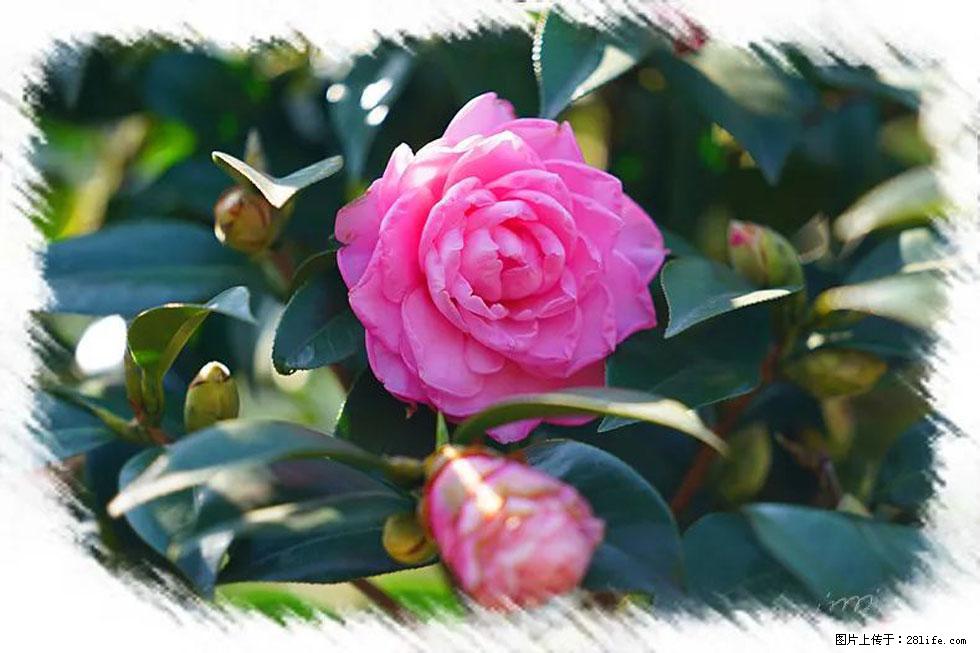 【春天，广西桂林灌阳县向您发出邀请！】杨柳井茶花惹人爱 - 游山玩水 - 湘西生活社区 - 湘西28生活网 xiangxi.28life.net