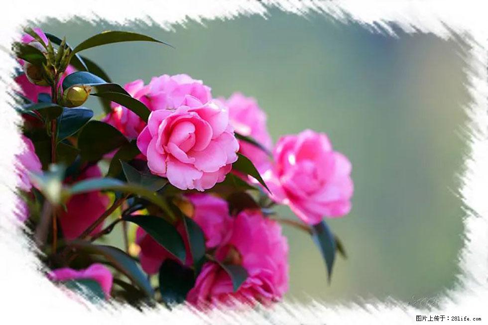 【春天，广西桂林灌阳县向您发出邀请！】杨柳井茶花惹人爱 - 游山玩水 - 湘西生活社区 - 湘西28生活网 xiangxi.28life.net