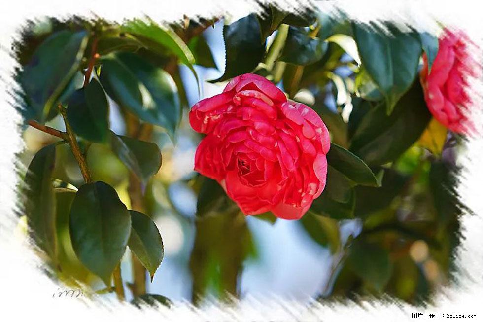 【春天，广西桂林灌阳县向您发出邀请！】杨柳井茶花惹人爱 - 游山玩水 - 湘西生活社区 - 湘西28生活网 xiangxi.28life.net