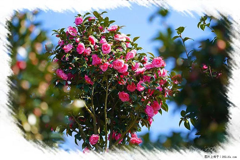 【春天，广西桂林灌阳县向您发出邀请！】杨柳井茶花惹人爱 - 游山玩水 - 湘西生活社区 - 湘西28生活网 xiangxi.28life.net