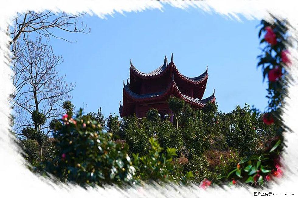 【春天，广西桂林灌阳县向您发出邀请！】杨柳井茶花惹人爱 - 游山玩水 - 湘西生活社区 - 湘西28生活网 xiangxi.28life.net