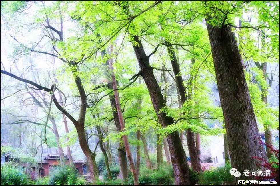 【春天，广西桂林灌阳县向您发出邀请！】在小龙村与春天约会 - 游山玩水 - 湘西生活社区 - 湘西28生活网 xiangxi.28life.net