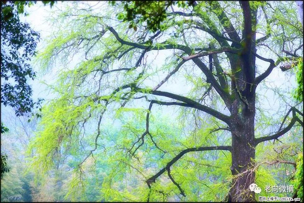 【春天，广西桂林灌阳县向您发出邀请！】在小龙村与春天约会 - 游山玩水 - 湘西生活社区 - 湘西28生活网 xiangxi.28life.net