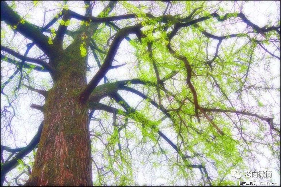 【春天，广西桂林灌阳县向您发出邀请！】在小龙村与春天约会 - 游山玩水 - 湘西生活社区 - 湘西28生活网 xiangxi.28life.net