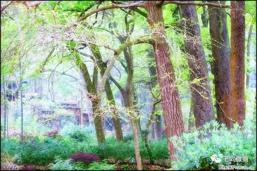 【春天，广西桂林灌阳县向您发出邀请！】在小龙村与春天约会 - 游山玩水 - 湘西生活社区 - 湘西28生活网 xiangxi.28life.net