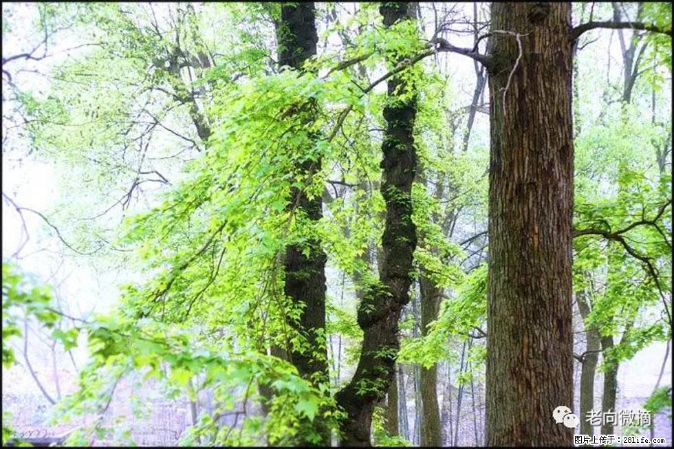 【春天，广西桂林灌阳县向您发出邀请！】在小龙村与春天约会 - 游山玩水 - 湘西生活社区 - 湘西28生活网 xiangxi.28life.net