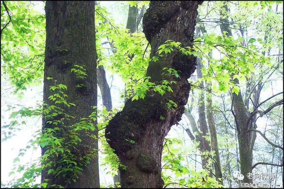 【春天，广西桂林灌阳县向您发出邀请！】在小龙村与春天约会 - 游山玩水 - 湘西生活社区 - 湘西28生活网 xiangxi.28life.net