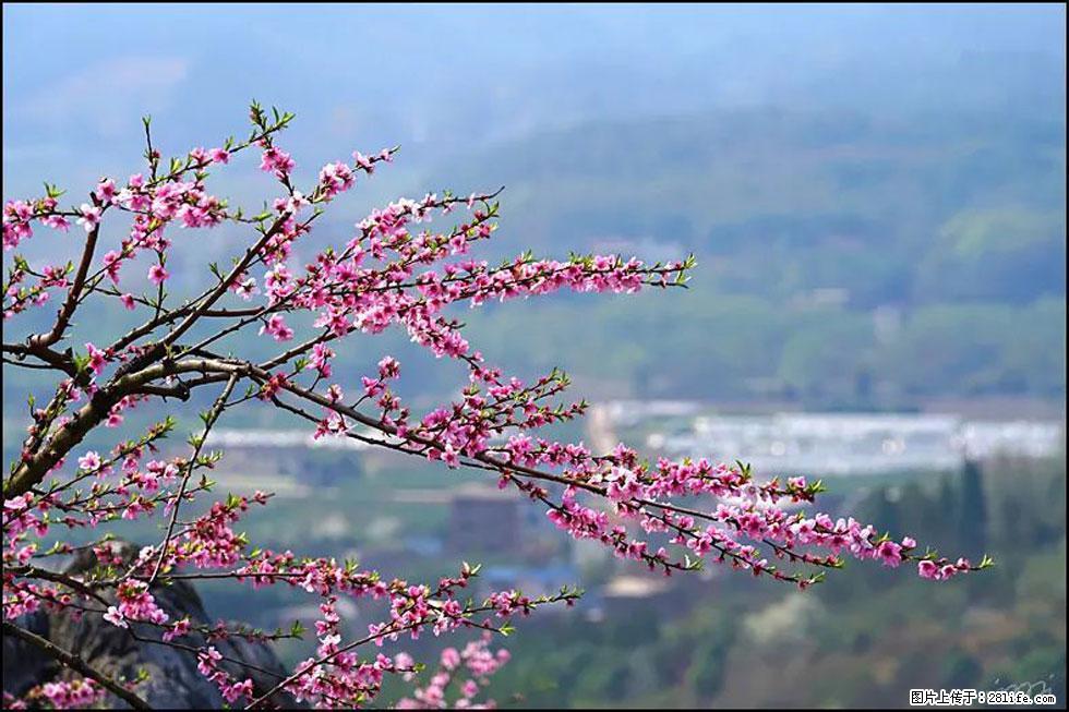 【春天，广西桂林灌阳县向您发出邀请！】望月岭上桃花开 - 游山玩水 - 湘西生活社区 - 湘西28生活网 xiangxi.28life.net