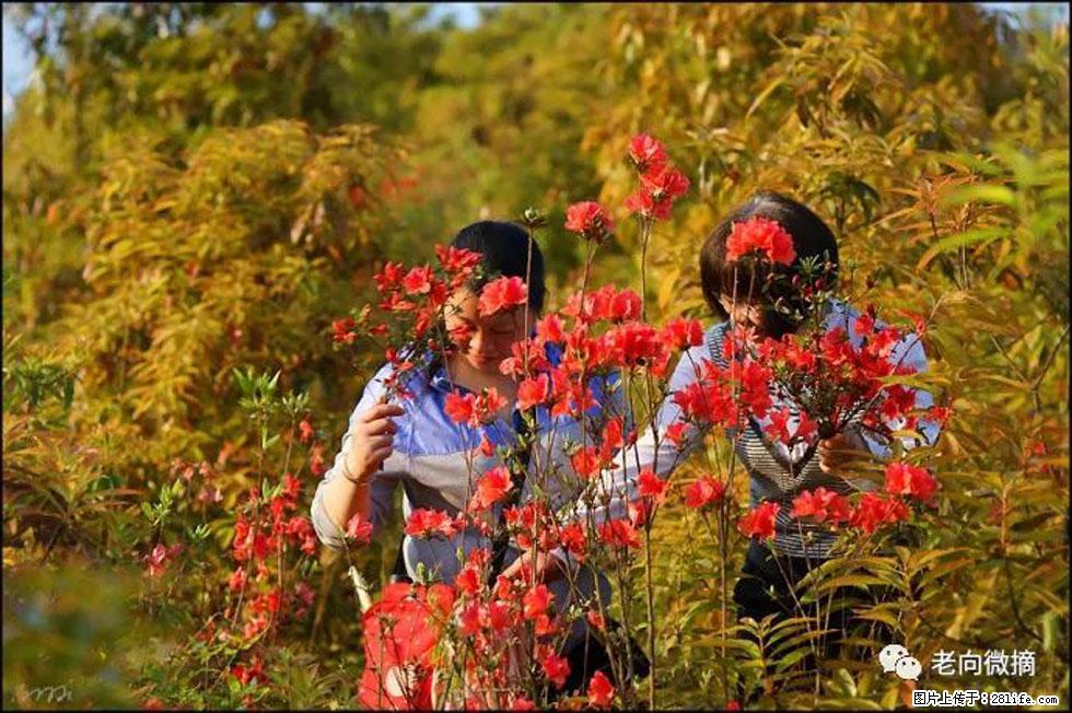 【春天，广西桂林灌阳县向您发出邀请！】登麒麟山，相约映山红 - 游山玩水 - 湘西生活社区 - 湘西28生活网 xiangxi.28life.net