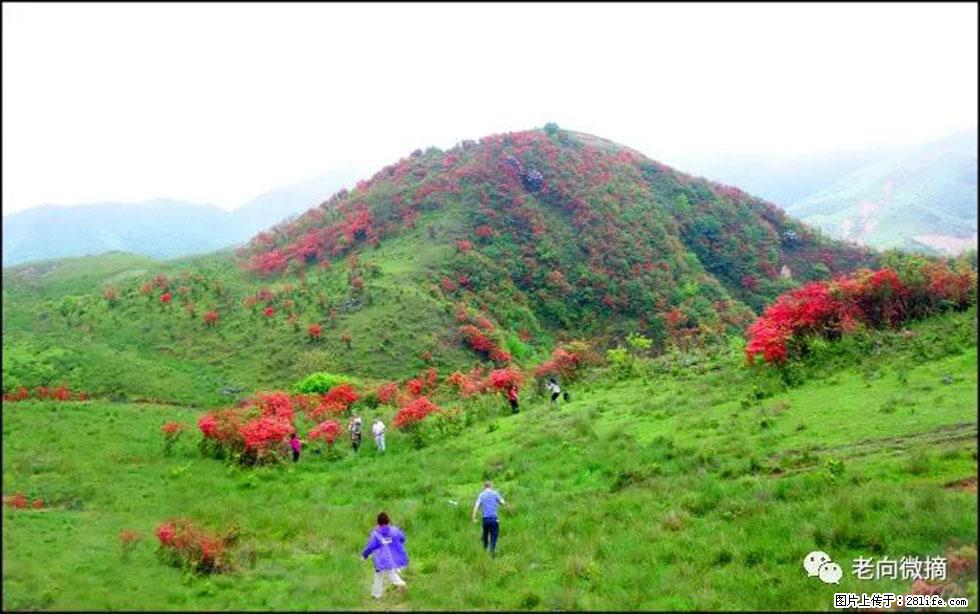 【春天，广西桂林灌阳县向您发出邀请！】宝盖山上映山红 - 游山玩水 - 湘西生活社区 - 湘西28生活网 xiangxi.28life.net