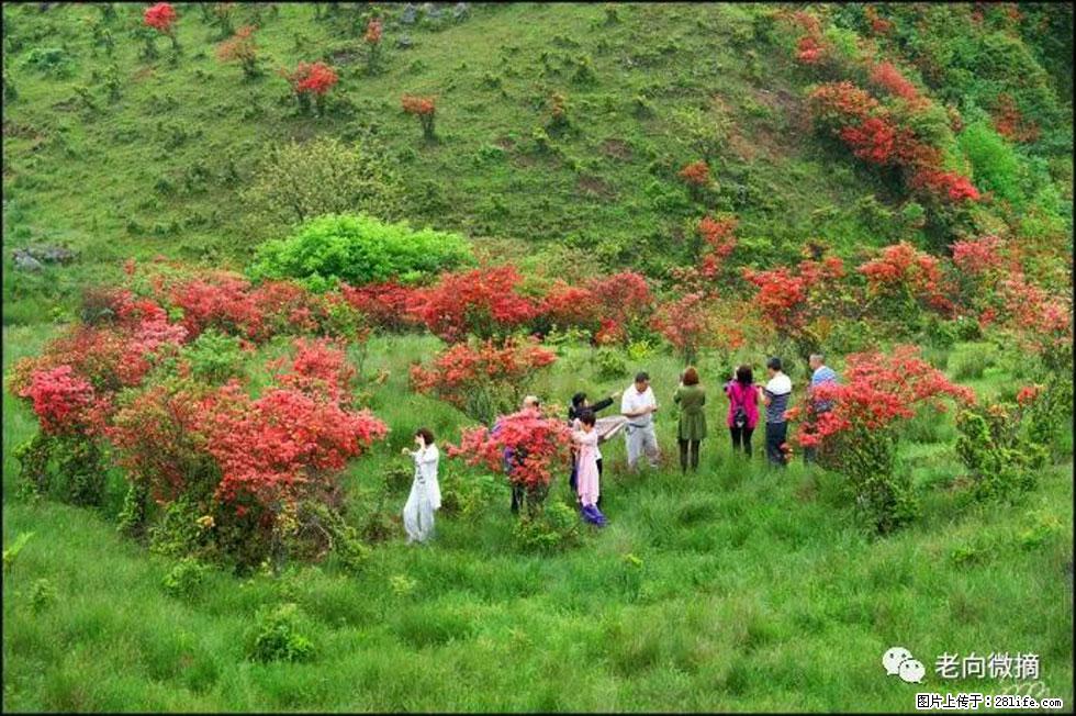 【春天，广西桂林灌阳县向您发出邀请！】宝盖山上映山红 - 游山玩水 - 湘西生活社区 - 湘西28生活网 xiangxi.28life.net