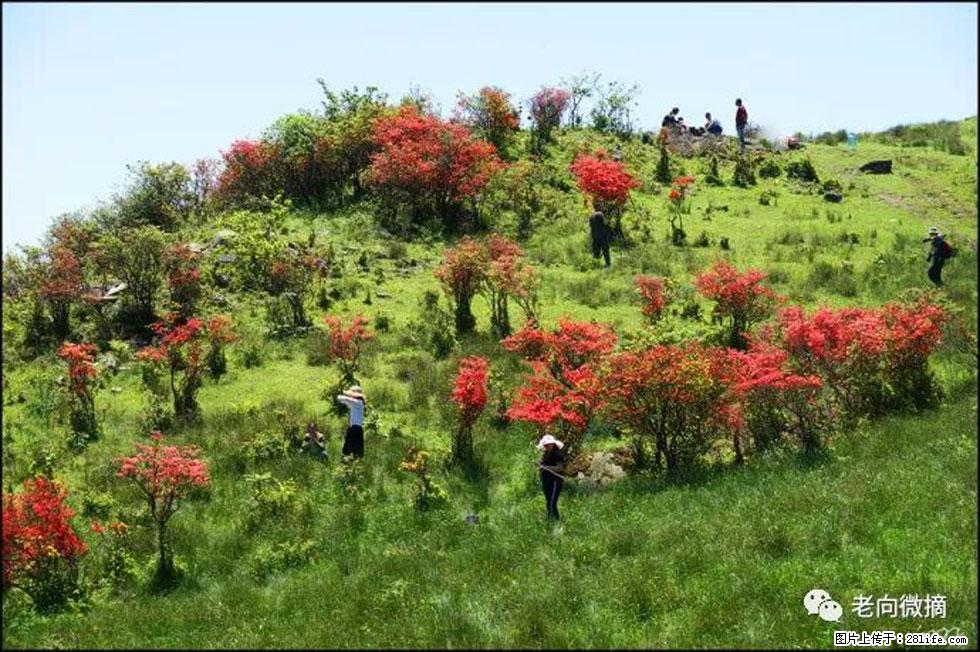 【春天，广西桂林灌阳县向您发出邀请！】宝盖山上映山红 - 游山玩水 - 湘西生活社区 - 湘西28生活网 xiangxi.28life.net