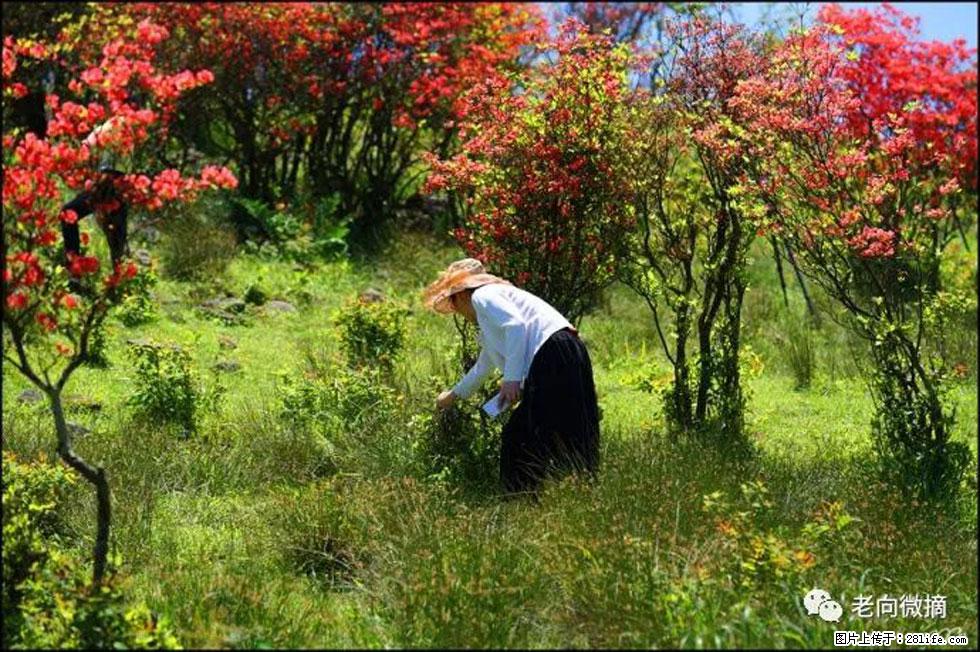 【春天，广西桂林灌阳县向您发出邀请！】宝盖山上映山红 - 游山玩水 - 湘西生活社区 - 湘西28生活网 xiangxi.28life.net