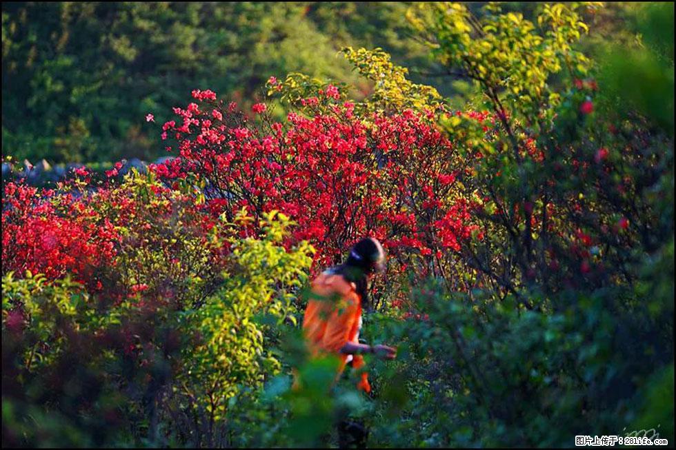 【春天，广西桂林灌阳县向您发出邀请！】春木界上映山红 - 游山玩水 - 湘西生活社区 - 湘西28生活网 xiangxi.28life.net