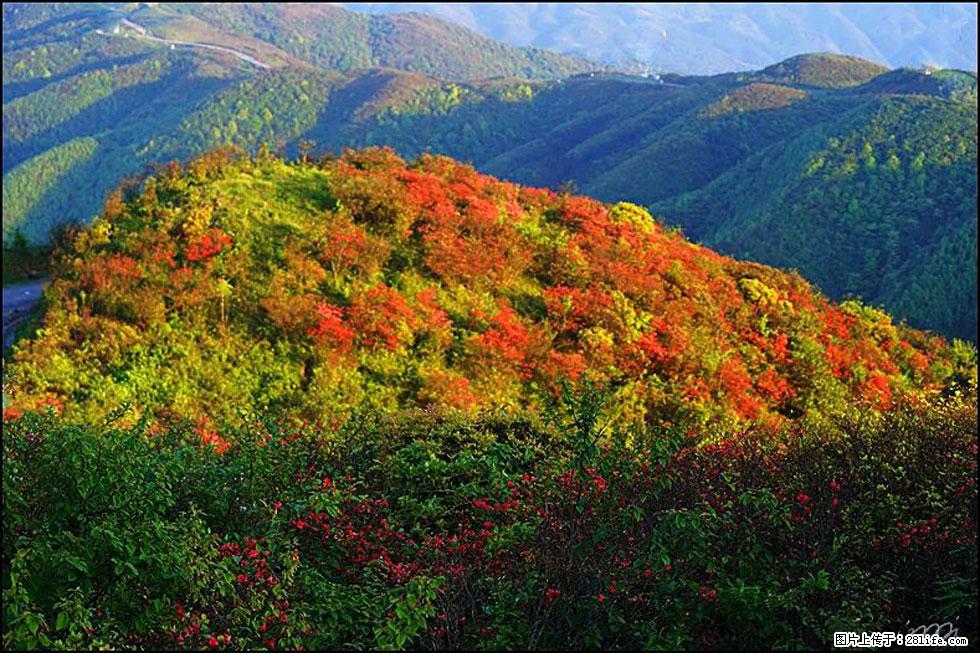 【春天，广西桂林灌阳县向您发出邀请！】春木界上映山红 - 游山玩水 - 湘西生活社区 - 湘西28生活网 xiangxi.28life.net