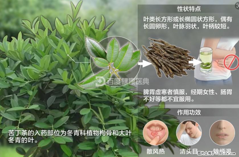 苦丁茶有哪些功效和作用 - 生活百科 - 湘西生活社区 - 湘西28生活网 xiangxi.28life.net