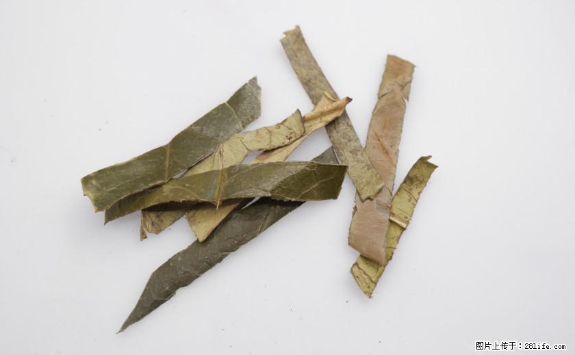 苦丁茶有哪些功效和作用 - 生活百科 - 湘西生活社区 - 湘西28生活网 xiangxi.28life.net