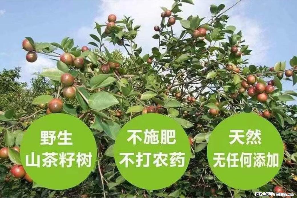 【灌阳县油茶产业示范区】一个有着充实的精神生活的人，对待身外之物自会有一种淡泊的态度 - 美食天地 - 湘西生活社区 - 湘西28生活网 xiangxi.28life.net