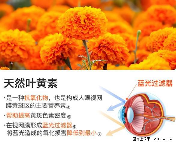 叶黄素有什么功效和作用 - 生活百科 - 湘西生活社区 - 湘西28生活网 xiangxi.28life.net