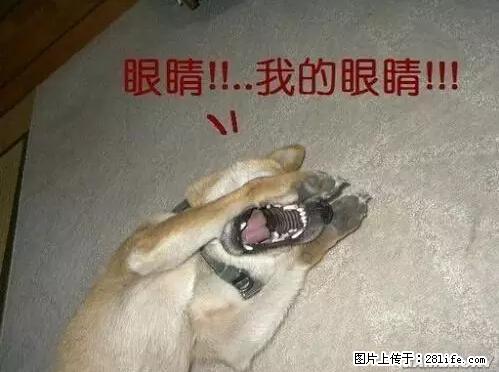 笑癫了！一女的怀孕三年未生，他终于忍不住了... - 娱乐八卦 - 湘西生活社区 - 湘西28生活网 xiangxi.28life.net