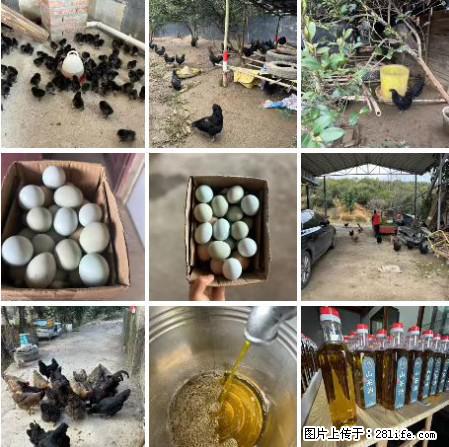 油茶园从小鸡仔开始养起的纯土鸡、土鸡蛋可以预定啦！还有前几天刚榨的纯山茶油哦 - 土特产 - 饮食特产 - 湘西分类信息 - 湘西28生活网 xiangxi.28life.net