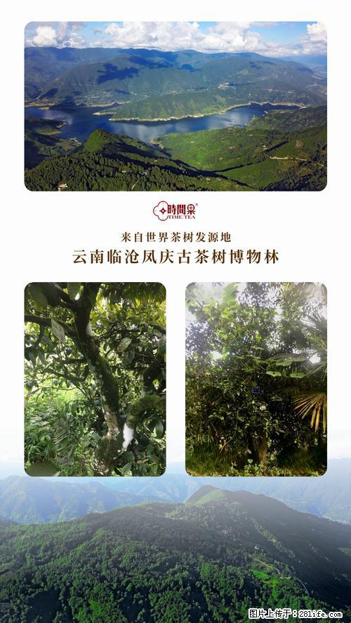 时间果百年古树2025年春红茶 - 购物交流 - 湘西生活社区 - 湘西28生活网 xiangxi.28life.net