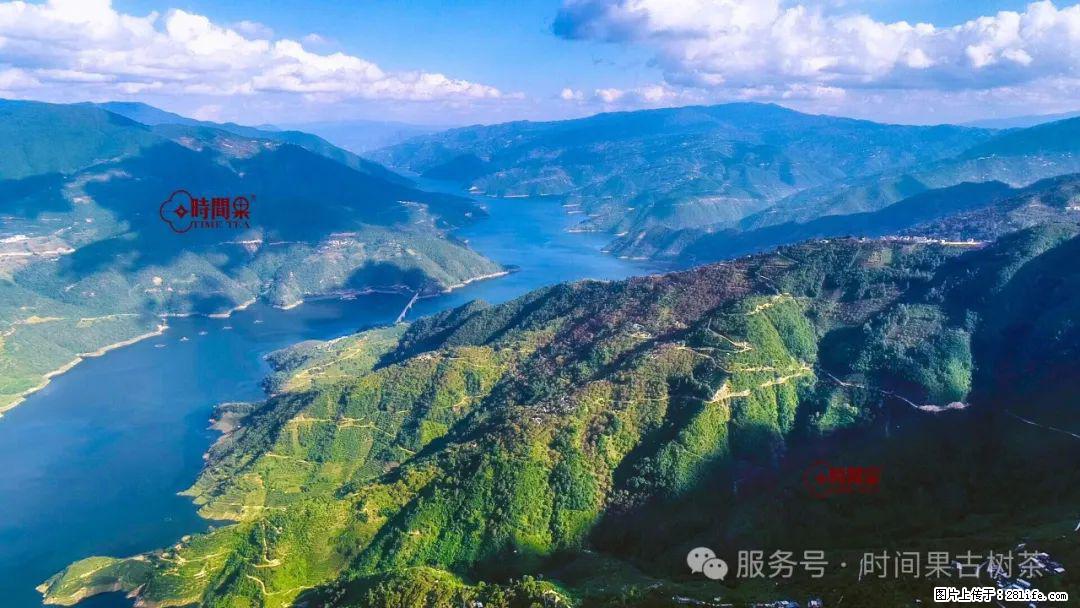 时间果百年古树龙珠普洱生茶 - 购物交流 - 湘西生活社区 - 湘西28生活网 xiangxi.28life.net
