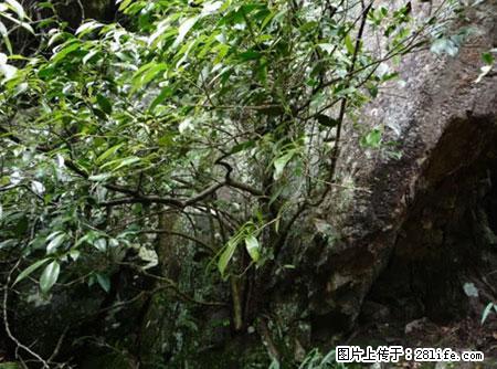 平乐石崖茶，珍贵仅次于金花茶 - 湘西生活资讯 - 湘西28生活网 xiangxi.28life.net