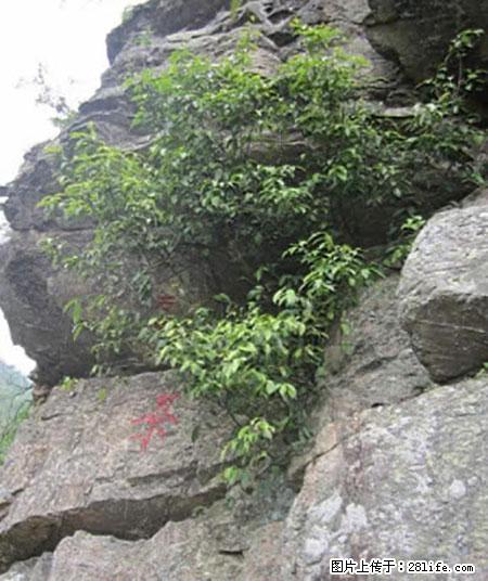 平乐石崖茶，珍贵仅次于金花茶 - 湘西生活资讯 - 湘西28生活网 xiangxi.28life.net