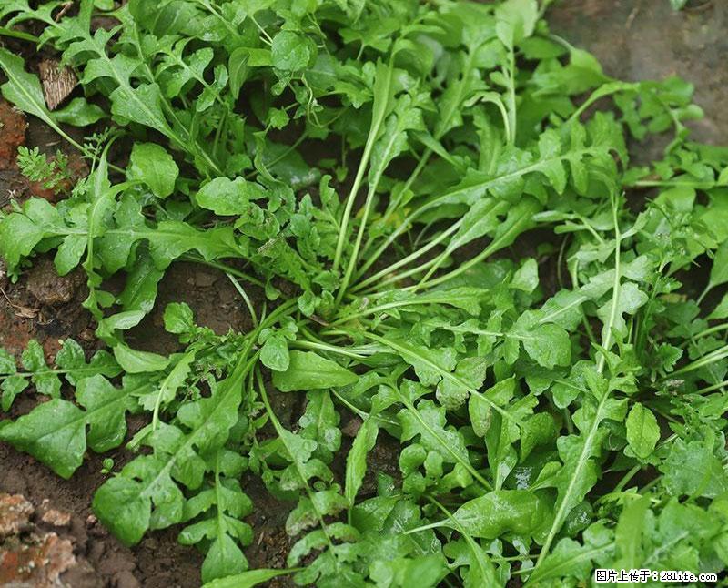 这些蔬菜是“天然钙片”，这6种被医生重点推荐 - 湘西生活资讯 - 湘西28生活网 xiangxi.28life.net