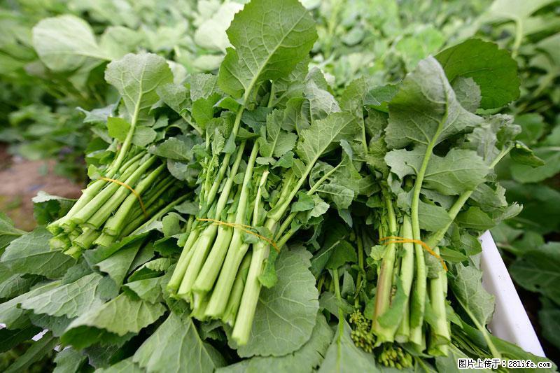 这些蔬菜是“天然钙片”，这6种被医生重点推荐 - 湘西生活资讯 - 湘西28生活网 xiangxi.28life.net